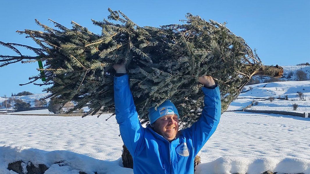 A Sue Ryder Treecycling volunteer walking through the snow, holding a Christmas tree above their head
