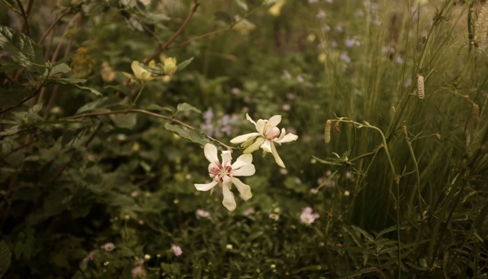 A close up view of the flowers and plants in the Sue Ryder Grief Kind Garden