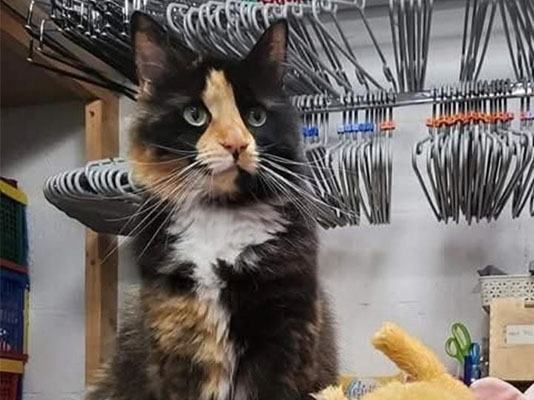 A fluffy Sue Ryder shop cat, sitting on a shelf near some coat hangers
