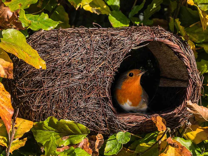Robin sitting inside birdhouse