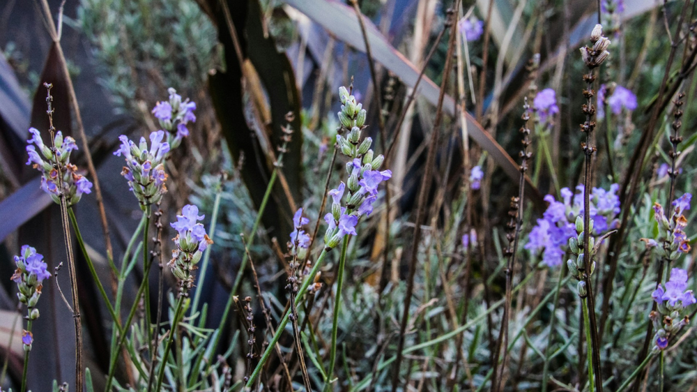 A close-up of a lavender shrub